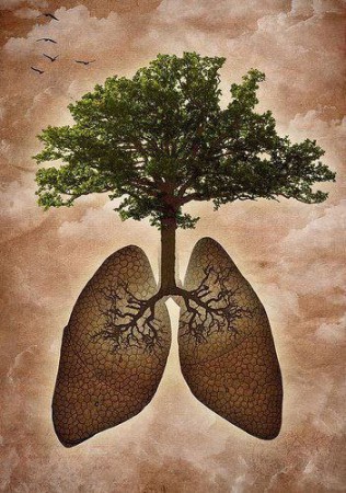 Por que un árbol es un pulmón para nosotros.